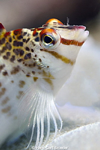 Hawkfish
www.bunakenhans.com
Bunaken,Sulawesi,Indonesia... by Hans-Gert Broeder 
